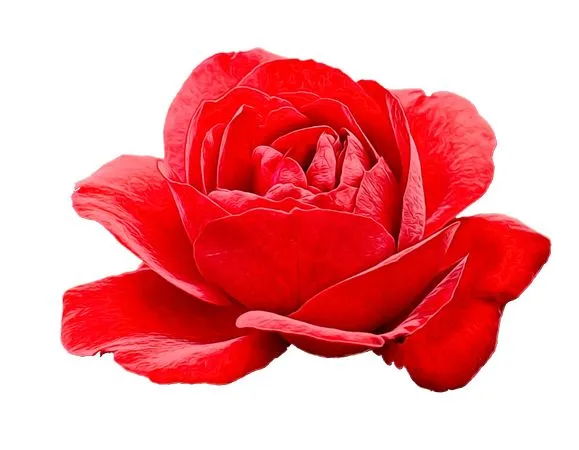 ��ɫõ�廨ֲ��廭PNG���ͼ