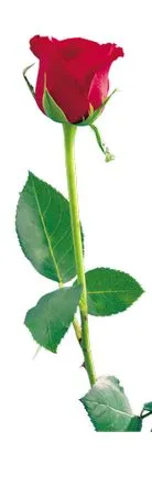 ���������ɫõ�廨PNG���ͼ