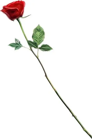 ���̾������ɫõ�廨PNG���ͼ