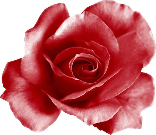 ��ɫõ�廨��廭PNG���ͼ