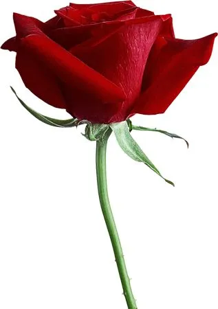 ������ɫõ�廨�ͻ���PNG���ͼ