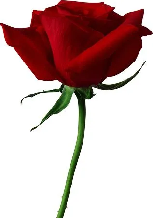 ͸��������ɫõ�廨PNG���ͼ