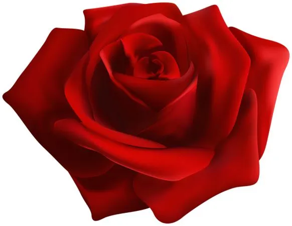 ����������ɫõ�廨PNG���ͼ