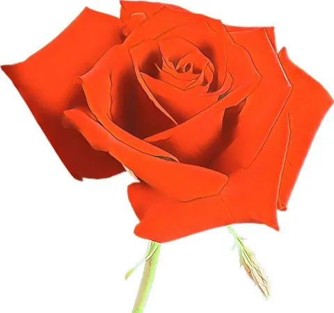 ���޵����ɫõ�廨PNG���ͼ