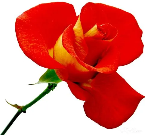 ������ɫõ�廨���̾�PNG���ͼ