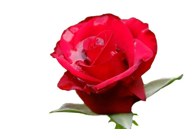 ���޺�ɫõ�廨��PNG���ͼ