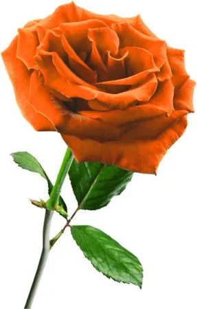 ��ɫõ�廨����Ҷ�廭PNG���ͼ