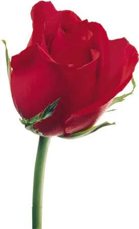 �������Ϻ�ɫõ�廨PNG���ͼ