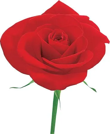 ������ɫõ�廨��������PNG���ͼ