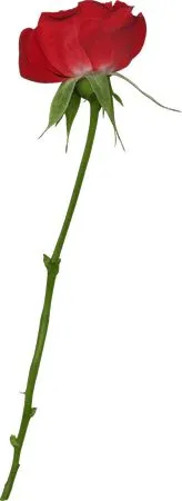 �����������ź�ɫõ�廨PNG���ͼ