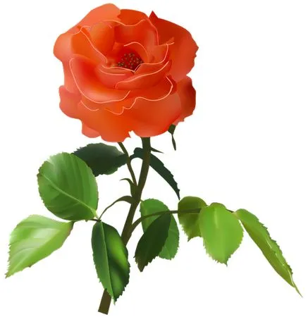 ��ɫõ�廨����Ҷ�廭PNG���ͼ