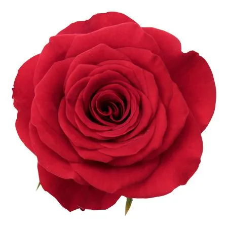 ���������ɫõ�廨PNG���ͼ