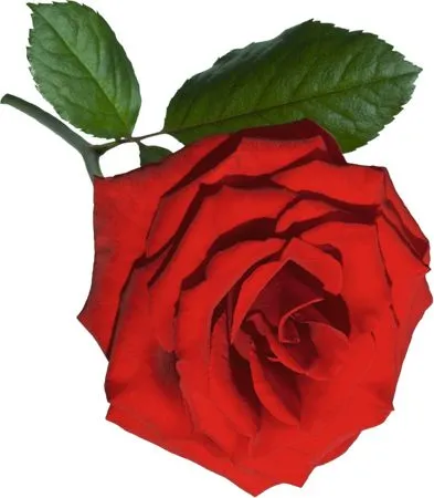 ���ʺ�ɫõ�廨��ï����ҶPNG���ͼ