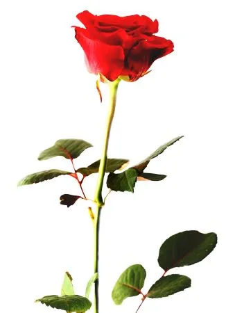 �������ϵ����ɫõ�廨PNG���ͼ