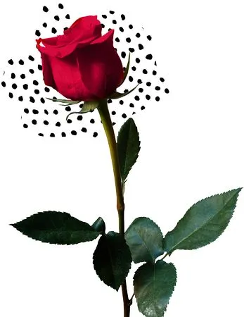 ���޺�ɫõ�廨����ҶPNG���ͼ