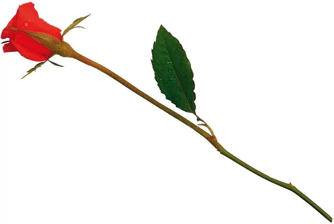 ��ɫõ�廨�ͳ��̾�PNG���ͼ