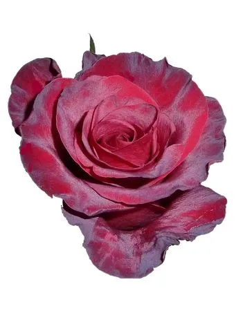 �������޺�ɫõ�廨PNG���ͼ