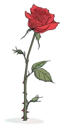 ��ɫõ�廨�ʹ̲廭PNG���ͼ