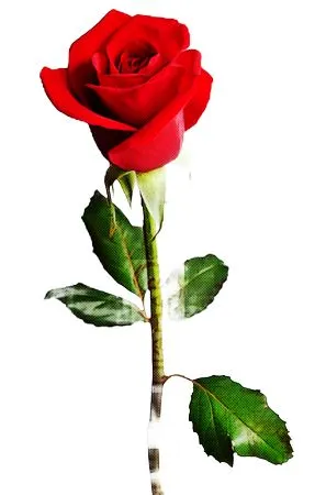 ��ɫõ�廨����ҶPNG���ͼ