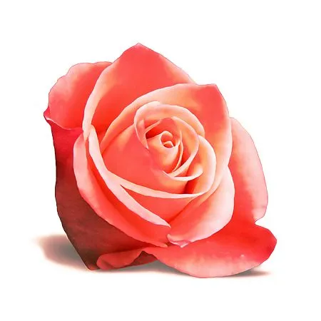 ��ȫʢ����ɫõ�廨PNG���ͼ