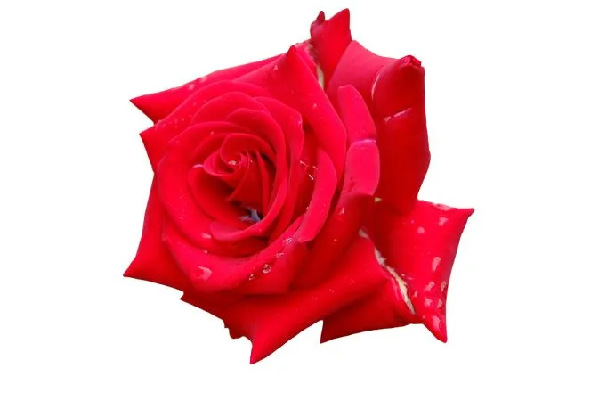 ������ɫõ�廨ʢ��PNG���ͼ