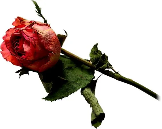 �����Ϻ�ɫõ�廨����ҶPNG���ͼ