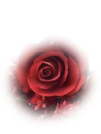 ������ɫõ�廨��������PNG���ͼ