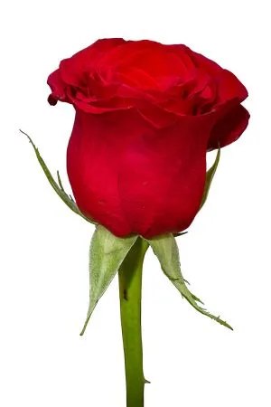 �������Ϻ�ɫõ�廨PNG���ͼ