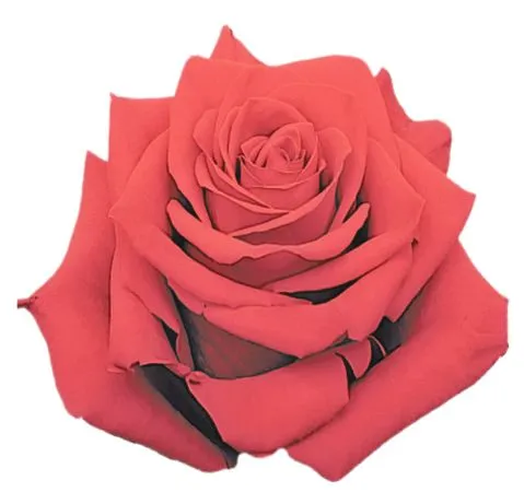 ������ɫõ�廨��PNG���ͼ