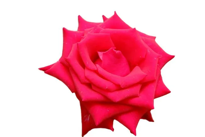 ��ɫõ�廨ʢ���廭PNG���ͼ