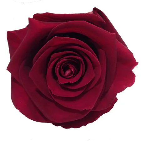 ������ɫõ�廨PNG���ͼ