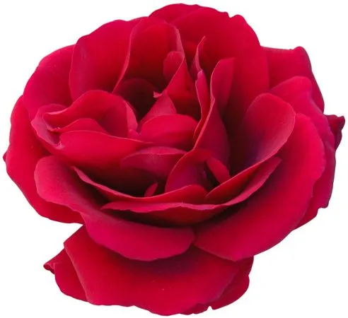 ������ɫõ�廨ʢ��PNG���ͼ