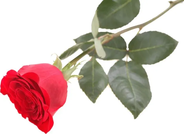 �������������ɫõ�廨�廭PNG���ͼ