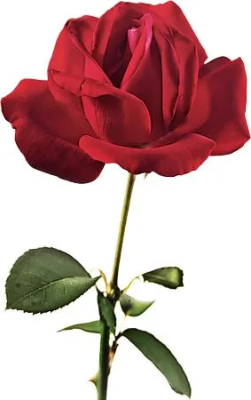 ���������ɫõ�廨PNG���ͼ