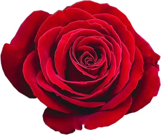 ����������ɫõ�廨PNG���ͼ