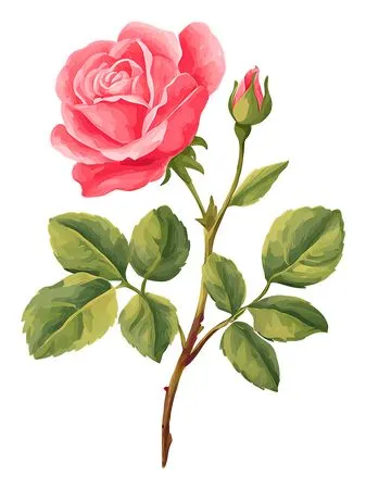 ��ɫõ�廨��廭PNG���ͼ