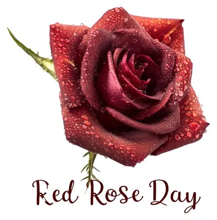 ��ɫõ�廨��¶���ɫõ�廨PNG���ͼ