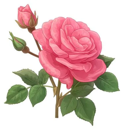 ��ɫõ�廨����ҶPNG���ͼ