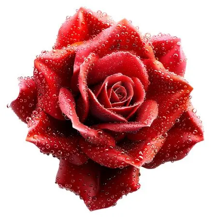 ��ɫõ�廨��¶��PNG���ͼ