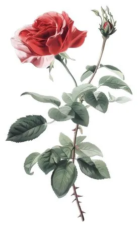 ��ɫõ�廨����ҶPNG���ͼ