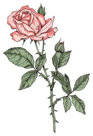 ��ɫõ�廨����ҶPNG���ͼ