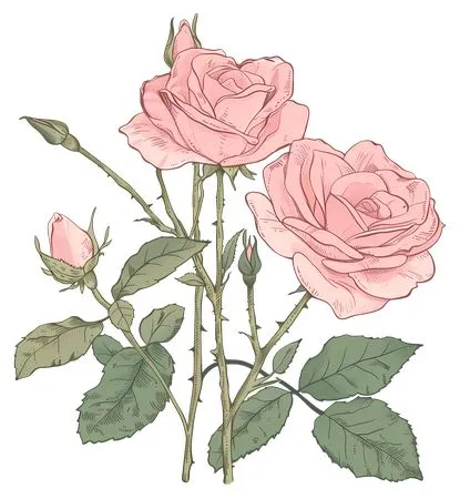 ʢ����ɫõ�廨PNG���ͼ