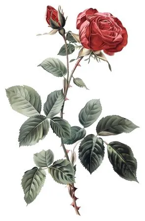 ��ɫõ�廨����ҶPNG���ͼ