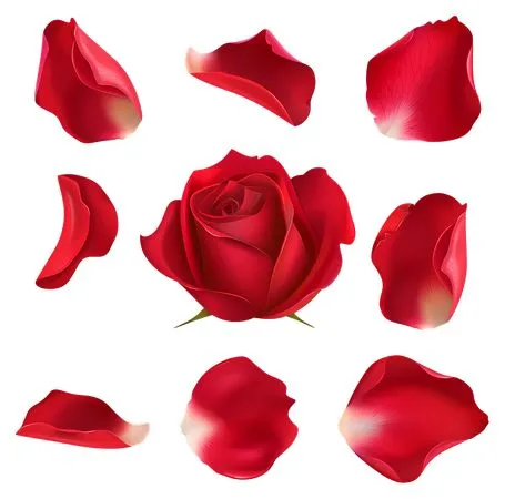 ��ɫõ�廨�ͻ���PNG���ͼ