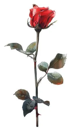 ���ŵ����ɫõ�廨�ʹ�PNG���ͼ