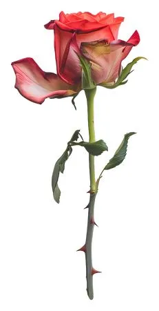 ������ɫõ�廨�ʹ��̻���PNG���ͼ