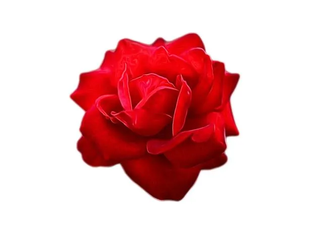 ��ɫõ�廨PNG���ͼ