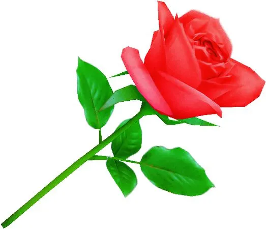 ���˽ں�ɫõ�廨PNG���ͼ