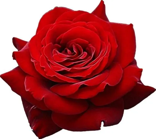 ��ɫõ�廨�廭PNG���ͼ