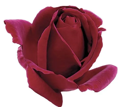 ��ɫõ�廨�廭PNG���ͼ